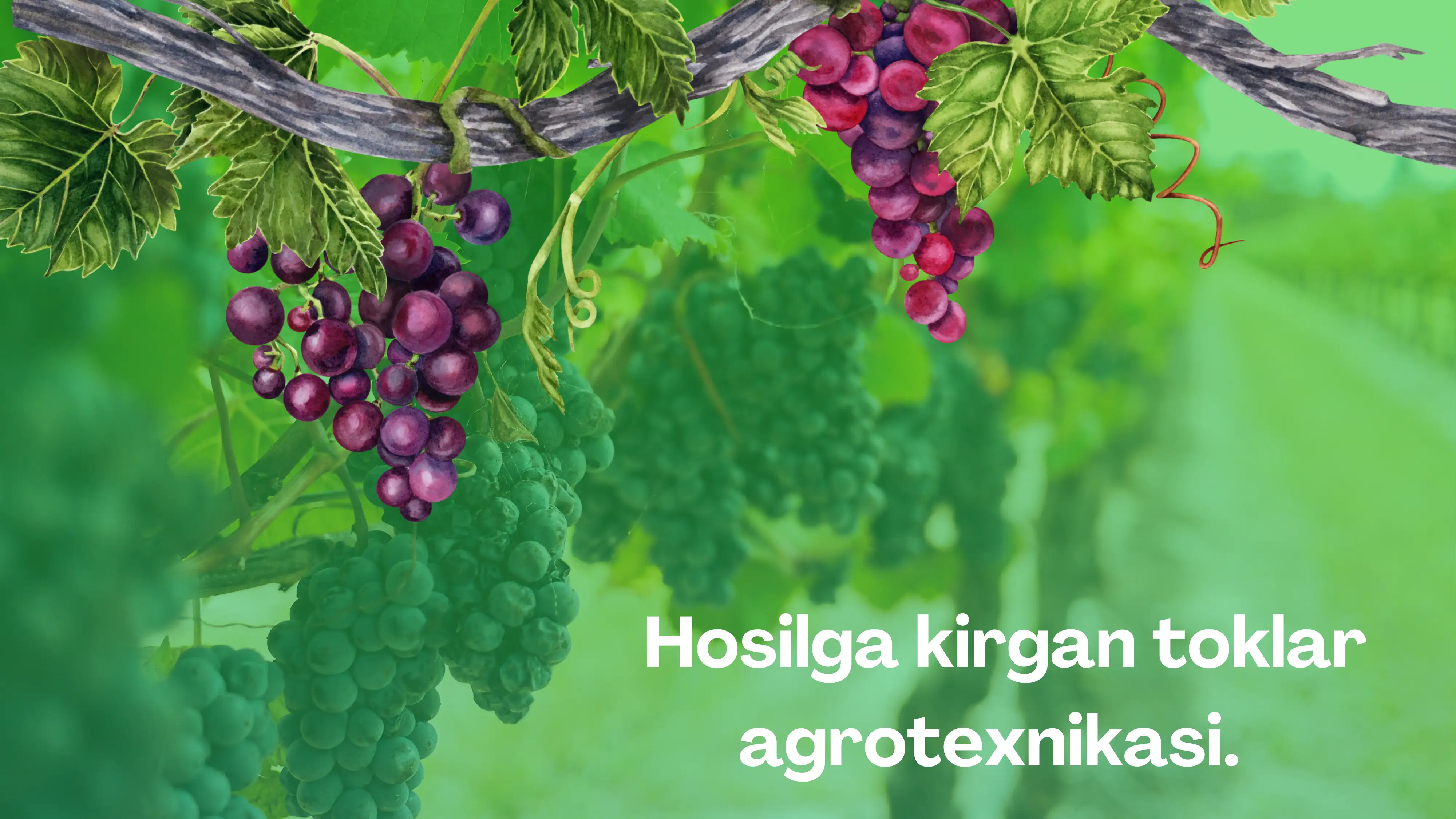 Hosilga kirgan toklar agrotexnikasi