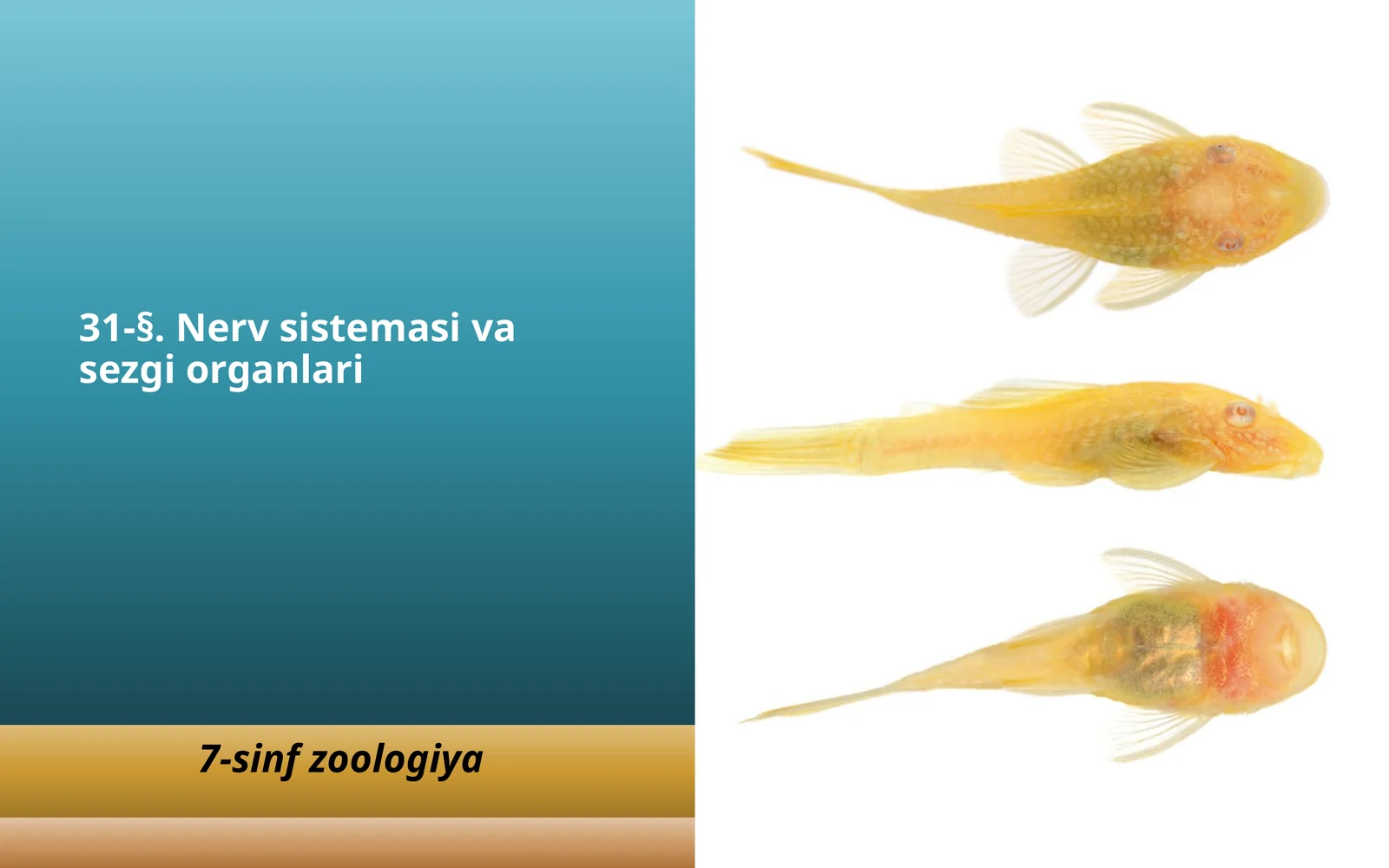 Baliqlar nerv sistemasi va sezgi organlari