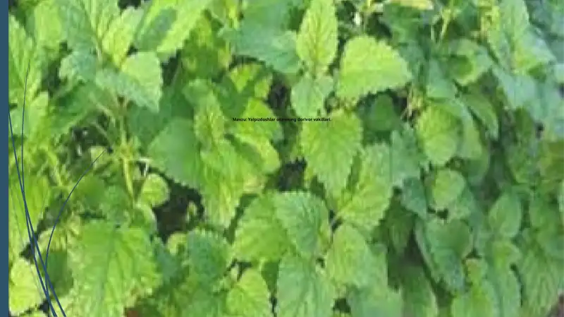 Yalpizdoshlar oilasining dorivor vakillari