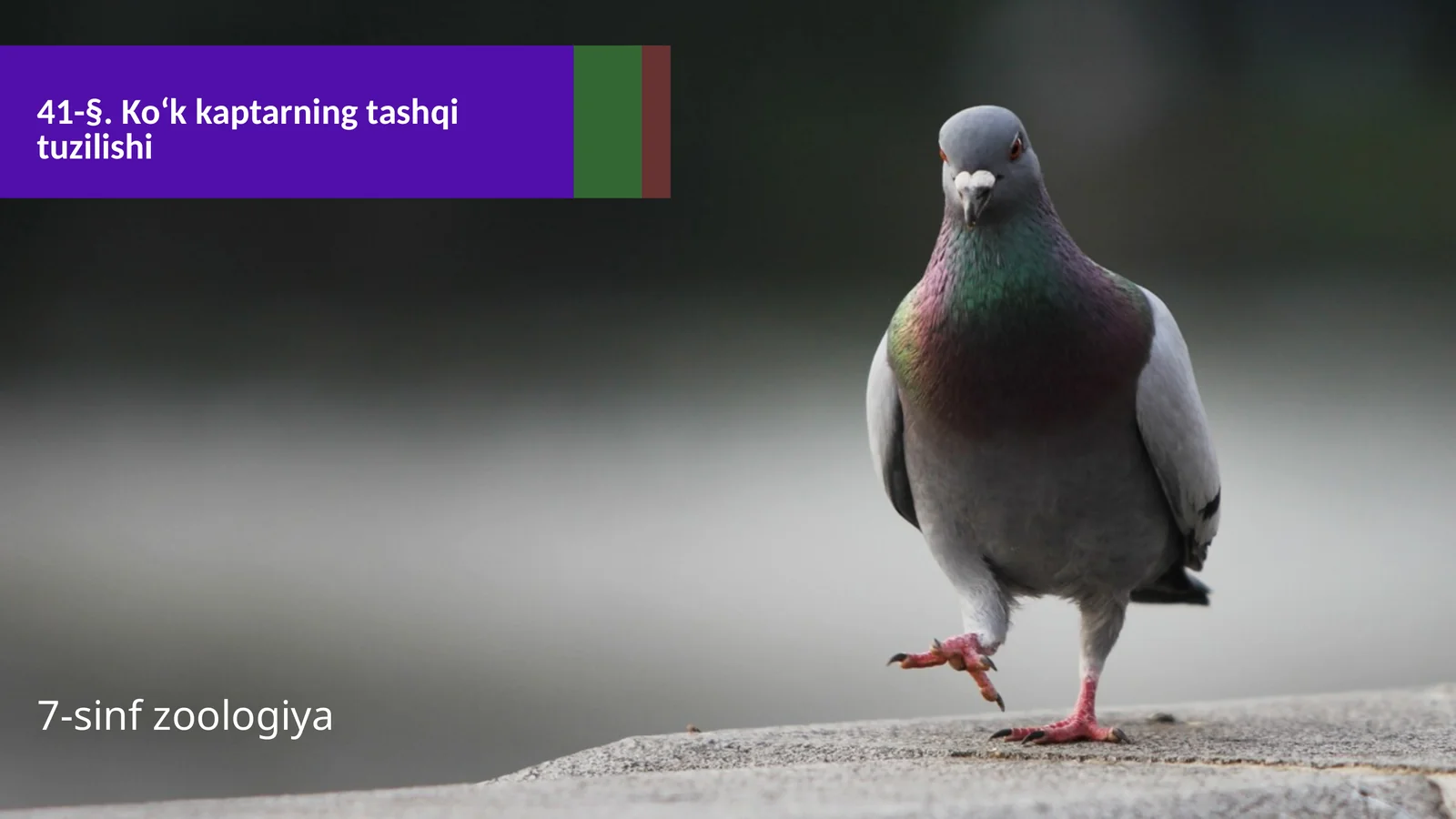 Ko‘k kaptarning tashqi tuzilishi