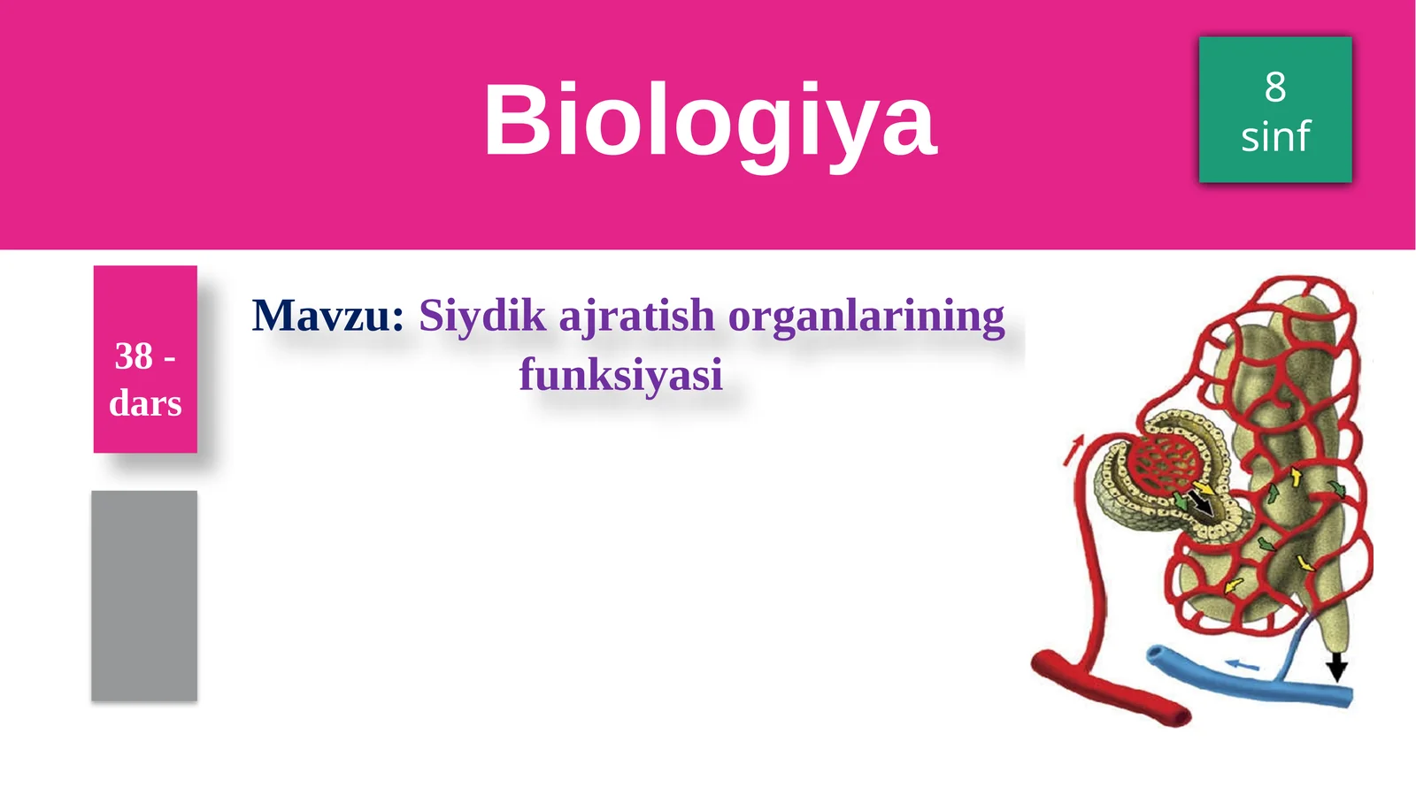 Siydikajratish organlarining funksiyasi
